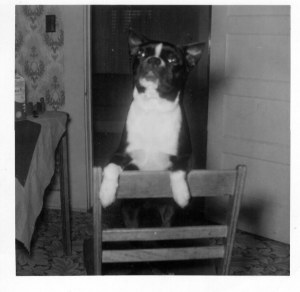 Mickey, the finest dog who ever owned me.